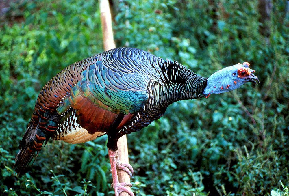 眼斑火鸡 / Ocellated Turkey / Meleagris ocellata