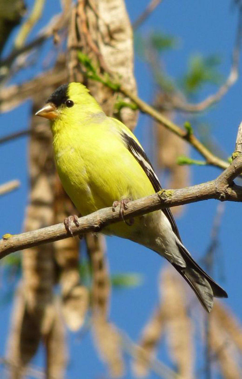 北美金翅雀 / American Goldfinch / Spinus tristis