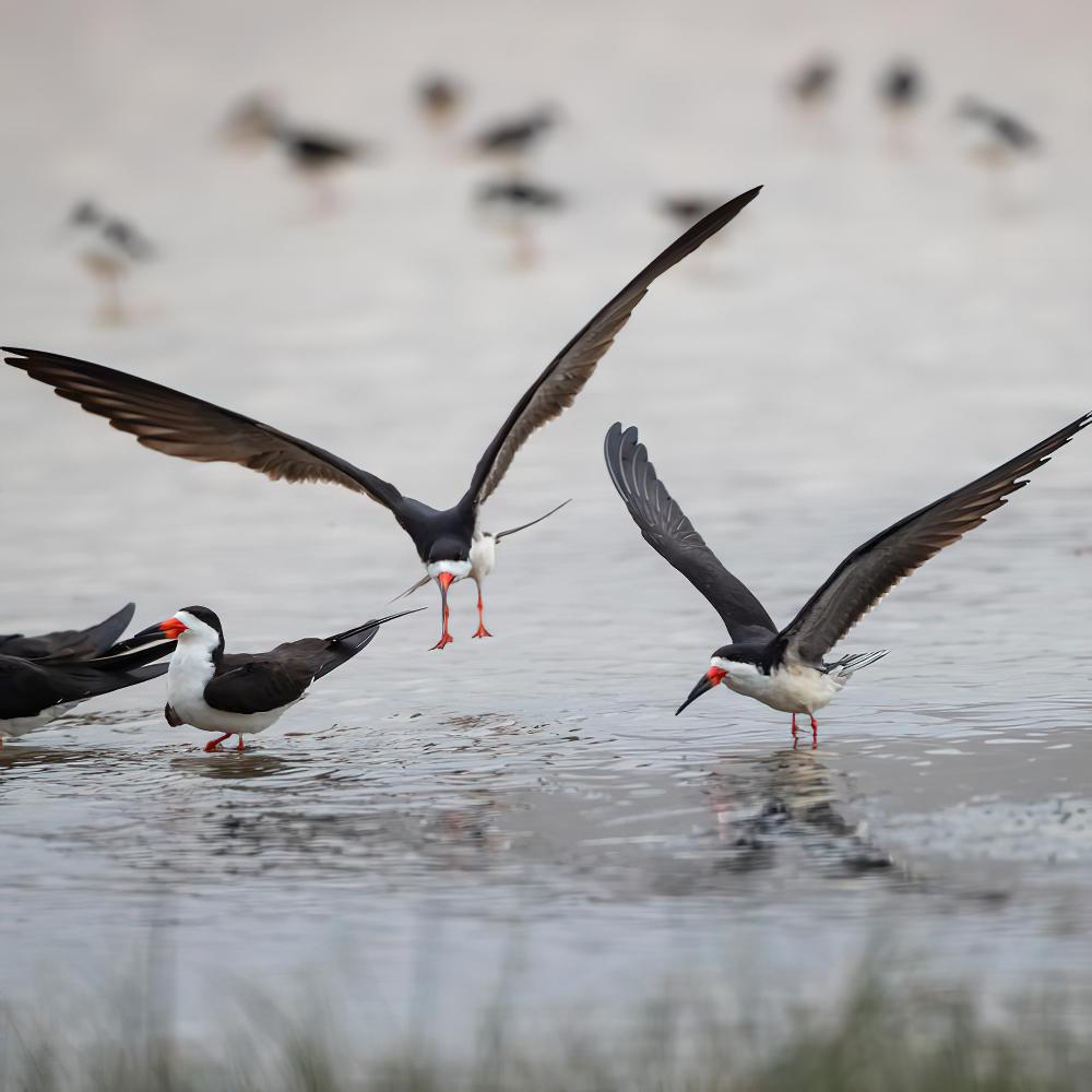 黑剪嘴鸥 / Black Skimmer / Rynchops niger