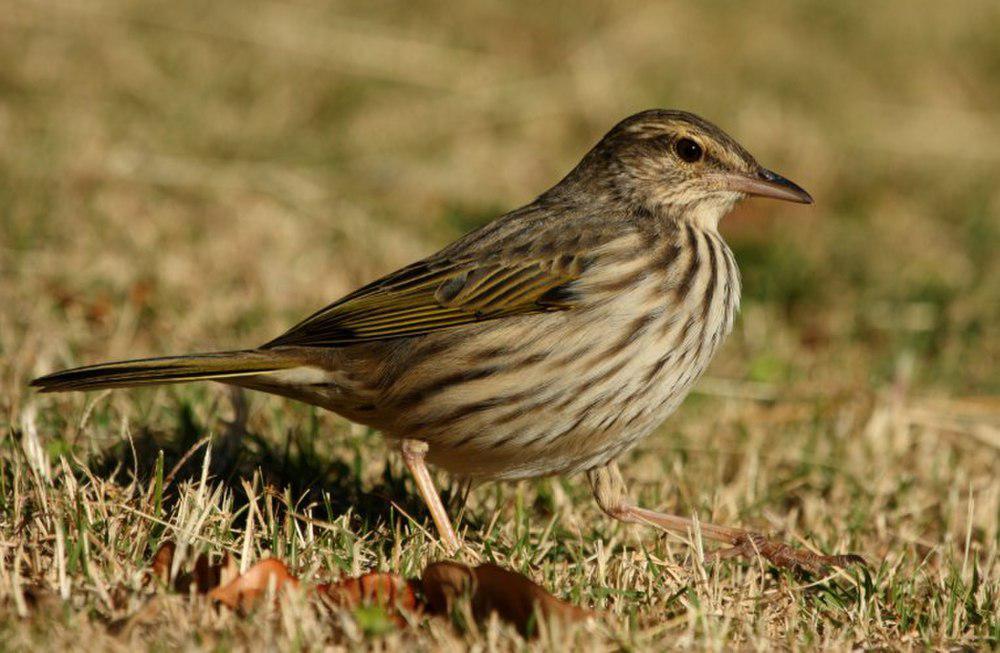 条纹鹨 / Striped Pipit / Anthus lineiventris