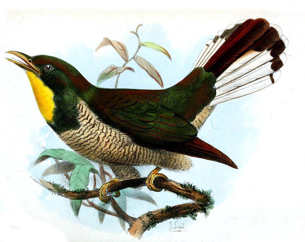 黄喉金鹃 / Yellow-throated Cuckoo / Chrysococcyx flavigularis