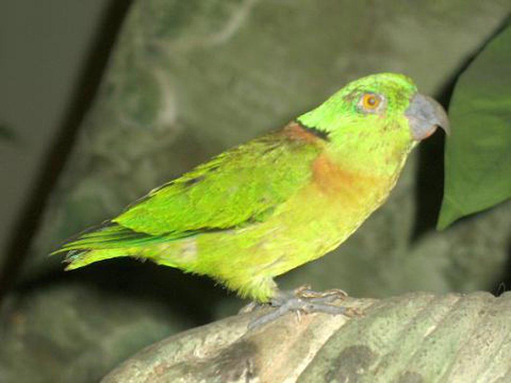 黑领牡丹鹦鹉 / Black-collared Lovebird / Agapornis swindernianus