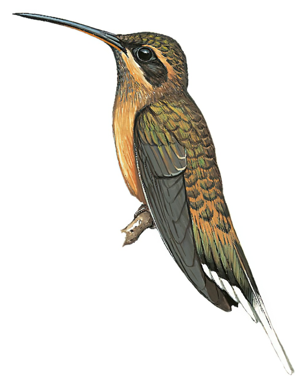 黄腹隐蜂鸟 / Buff-bellied Hermit / Phaethornis subochraceus