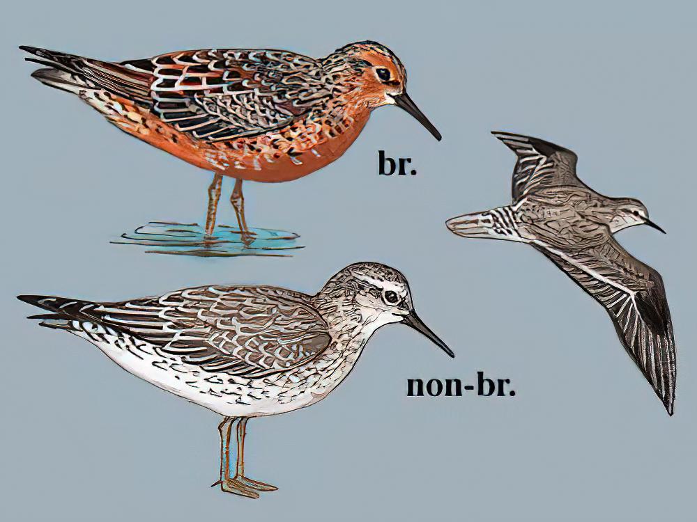 红腹滨鹬 / Red Knot / Calidris canutus