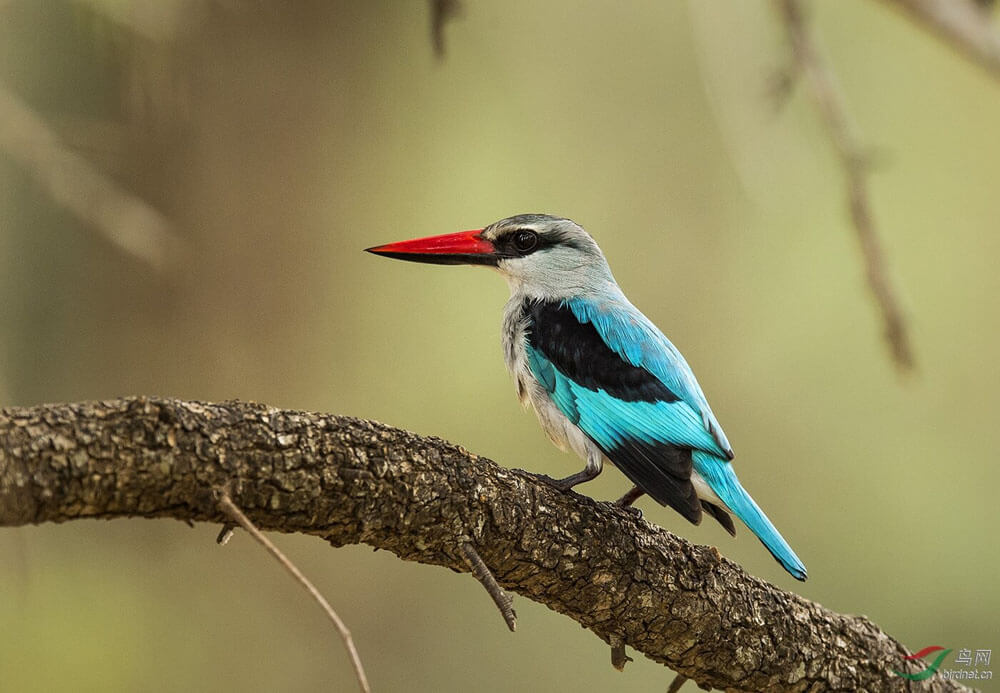 林地翡翠 / Woodland Kingfisher / Halcyon senegalensis