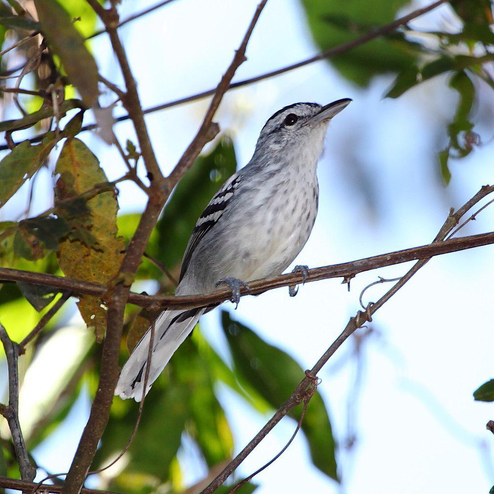 大嘴蚁鹩 / Large-billed Antwren / Herpsilochmus longirostris