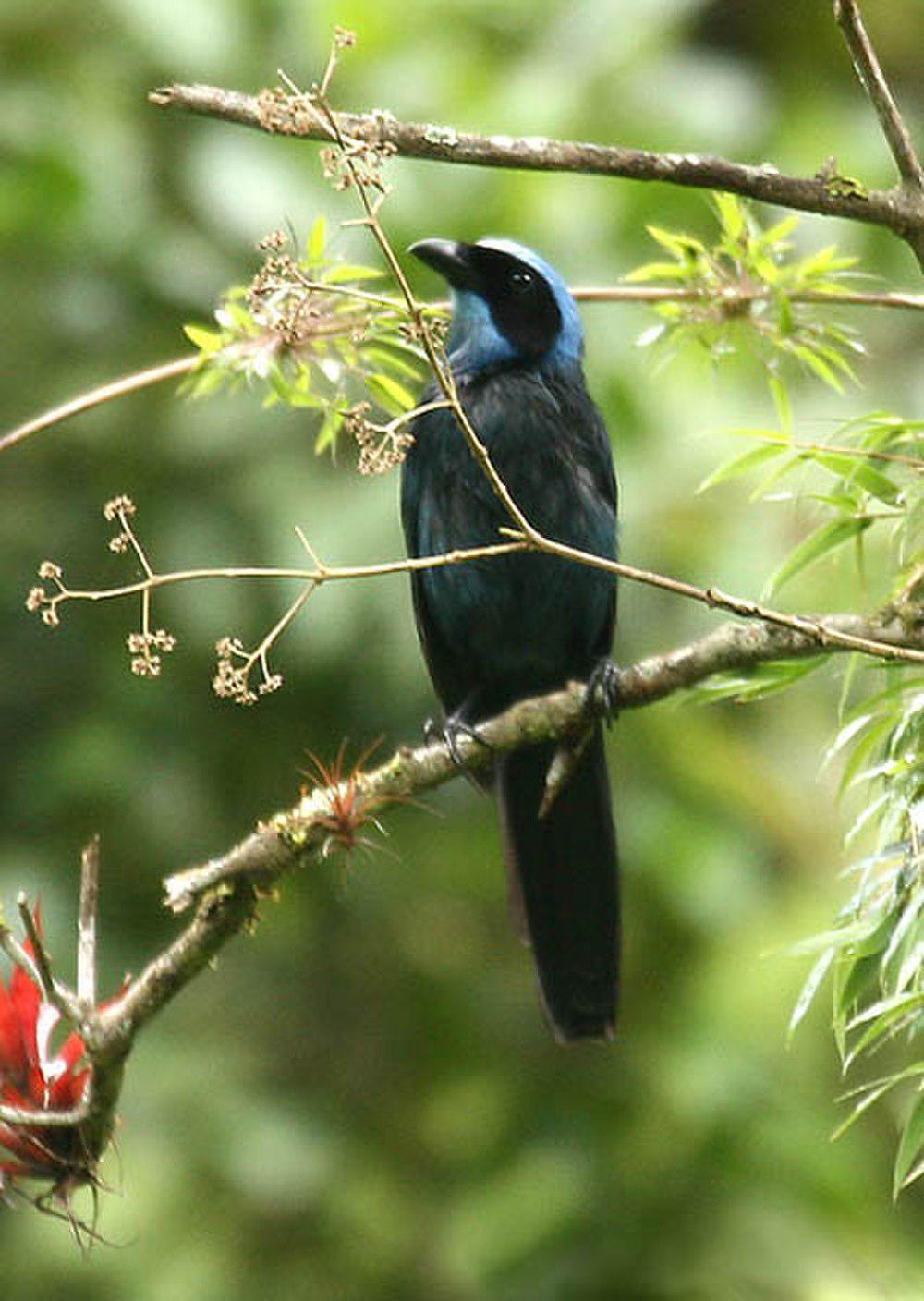 丽蓝头鹊 / Beautiful Jay / Cyanolyca pulchra