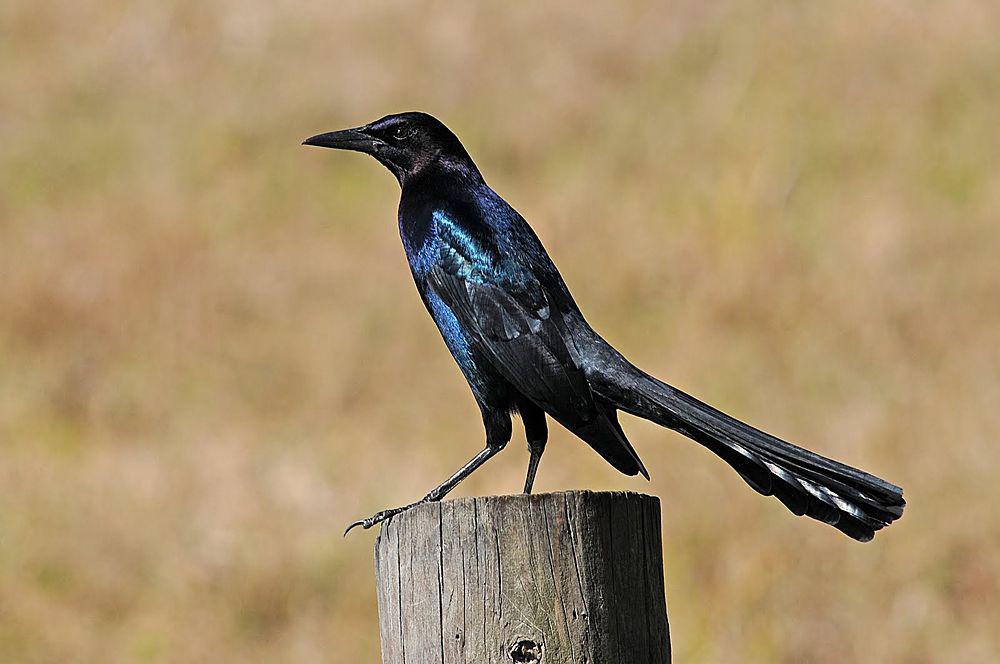 宽尾拟八哥 / Boat-tailed Grackle / Quiscalus major