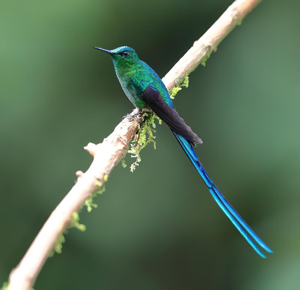 长尾蜂鸟 / Long-tailed Sylph / Aglaiocercus kingii