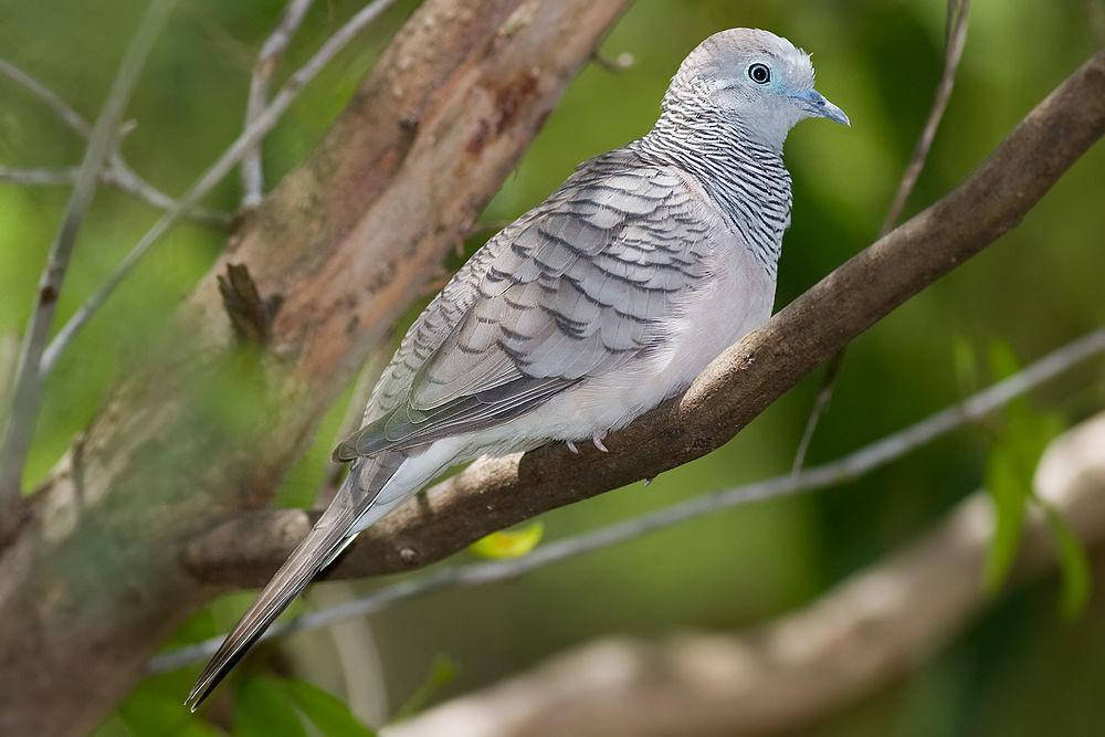 戈氏姬地鸠 / Peaceful Dove / Geopelia placida