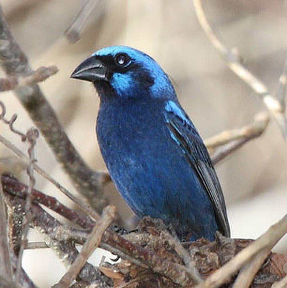 蓝彩鹀 / Blue Bunting / Cyanocompsa parellina