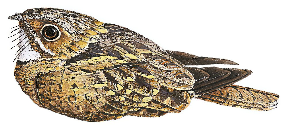 托氏夜鹰 / Todd's Nightjar / Setopagis heterura