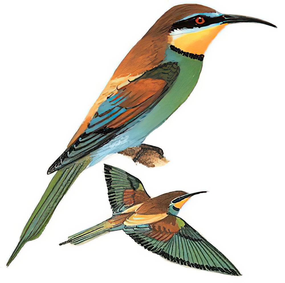 黄喉蜂虎 / European Bee-eater / Merops apiaster