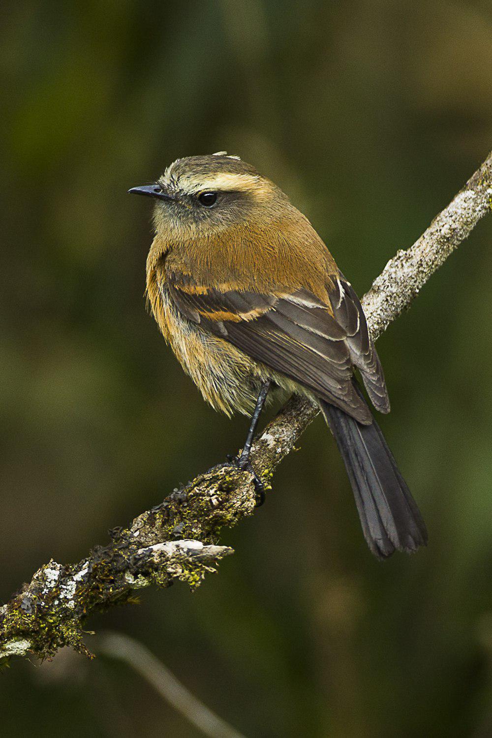 褐背唧霸鹟 / Brown-backed Chat-Tyrant / Ochthoeca fumicolor