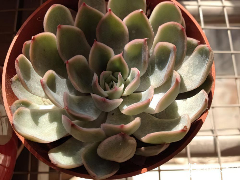 猎户座Echeveria Orion