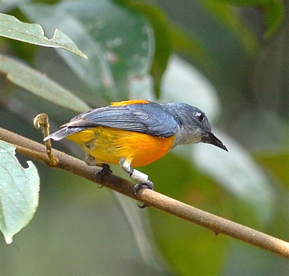 橙腹啄花鸟 / Orange-bellied Flowerpecker / Dicaeum trigonostigma