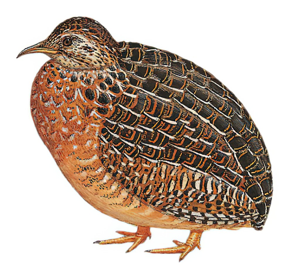 弯嘴斑䳍 / Curve-billed Tinamou / Nothoprocta curvirostris