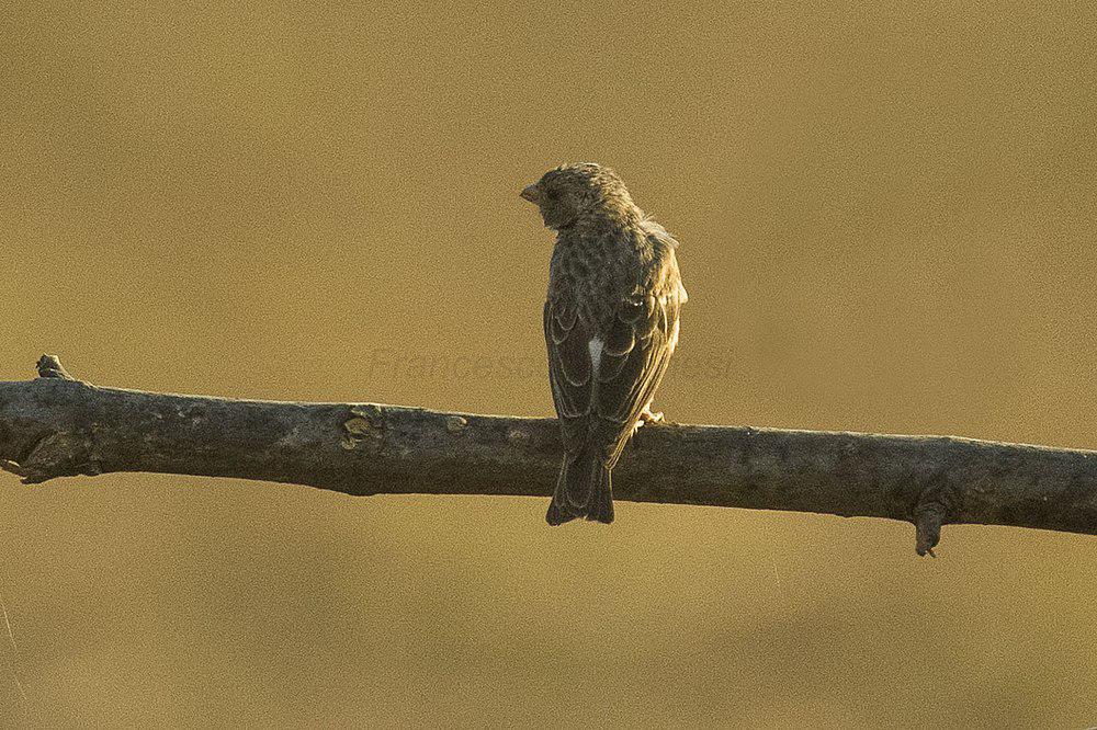 白腰丝雀 / White-rumped Seedeater / Crithagra leucopygia