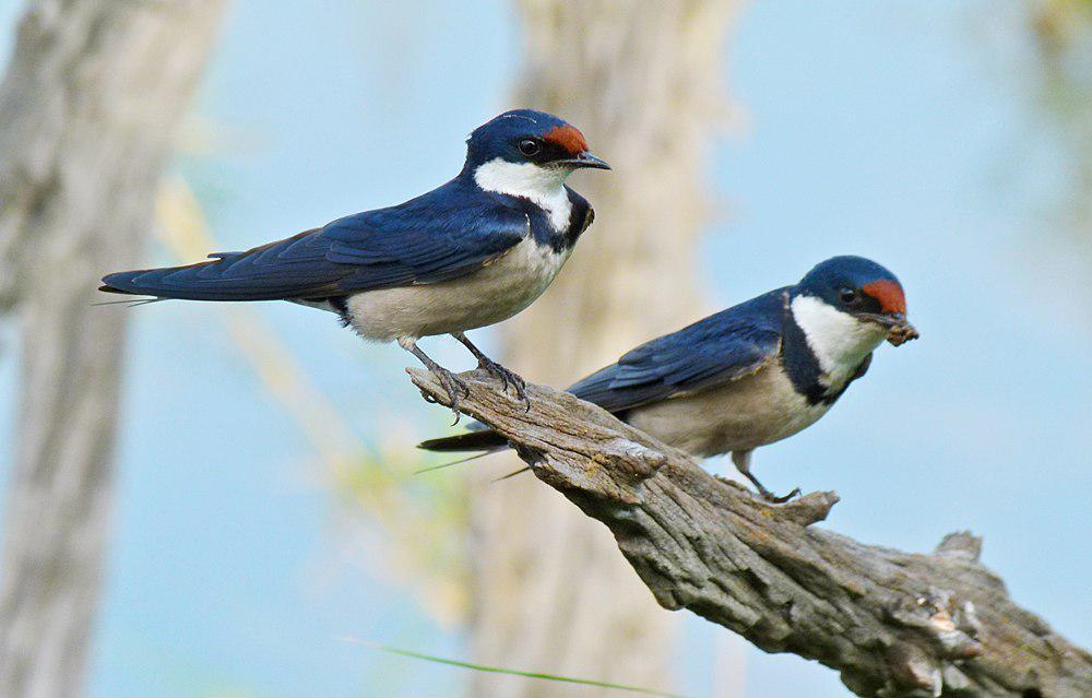 白喉燕 / White-throated Swallow / Hirundo albigularis