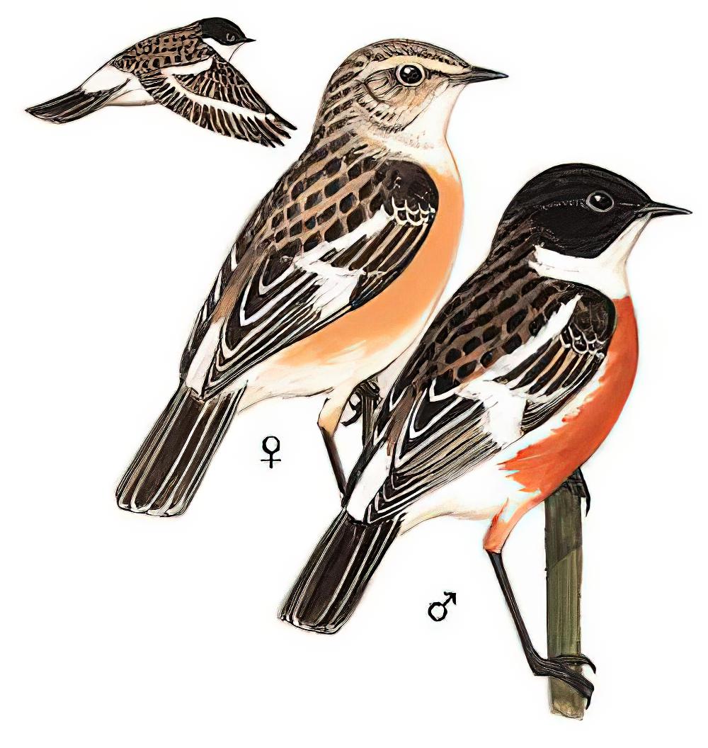 白喉石䳭 / White-throated Bush Chat / Saxicola insignis