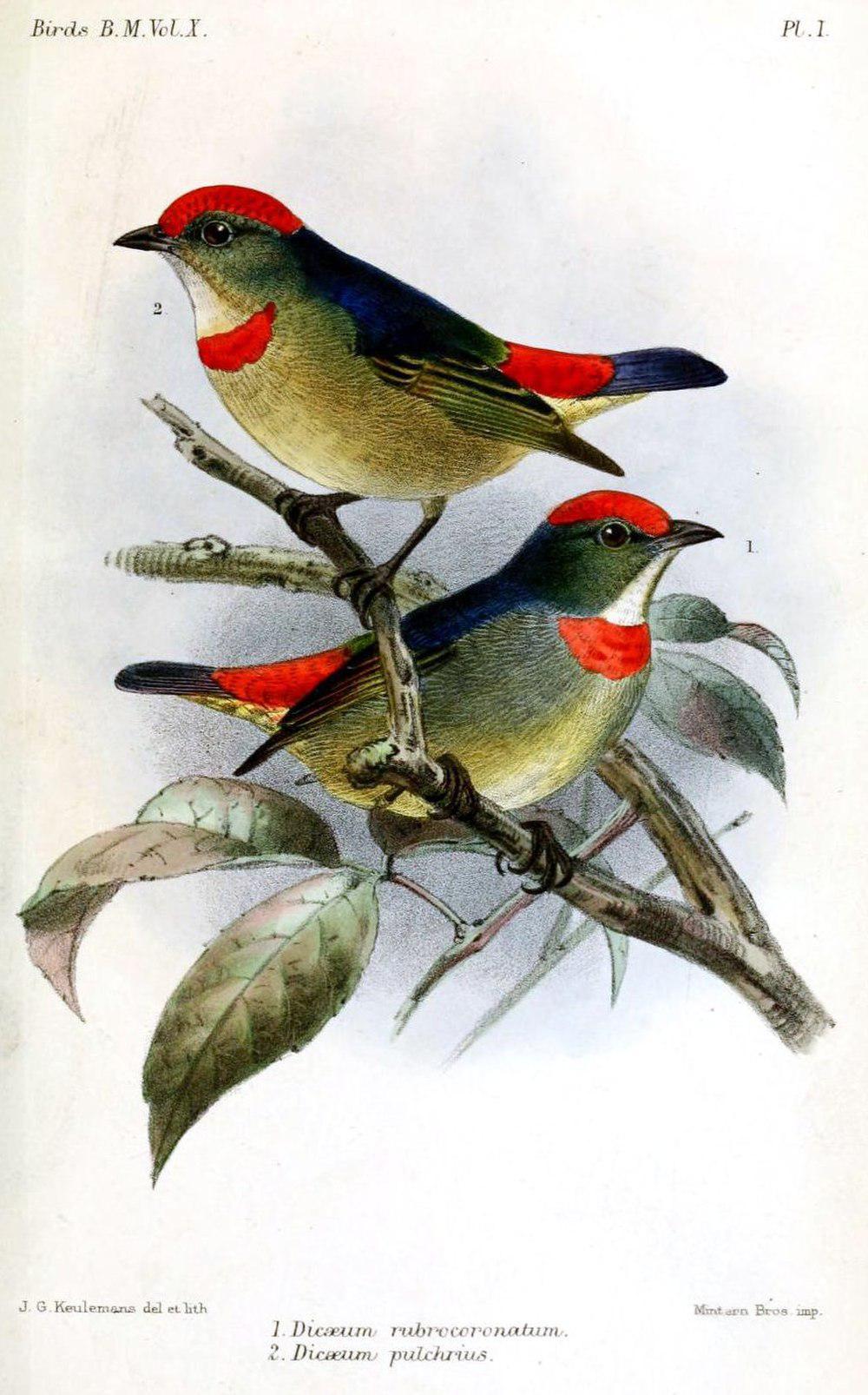 红顶啄花鸟 / Red-capped Flowerpecker / Dicaeum geelvinkianum