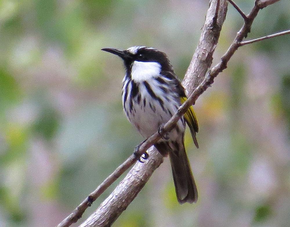 白颊澳蜜鸟 / White-cheeked Honeyeater / Phylidonyris niger