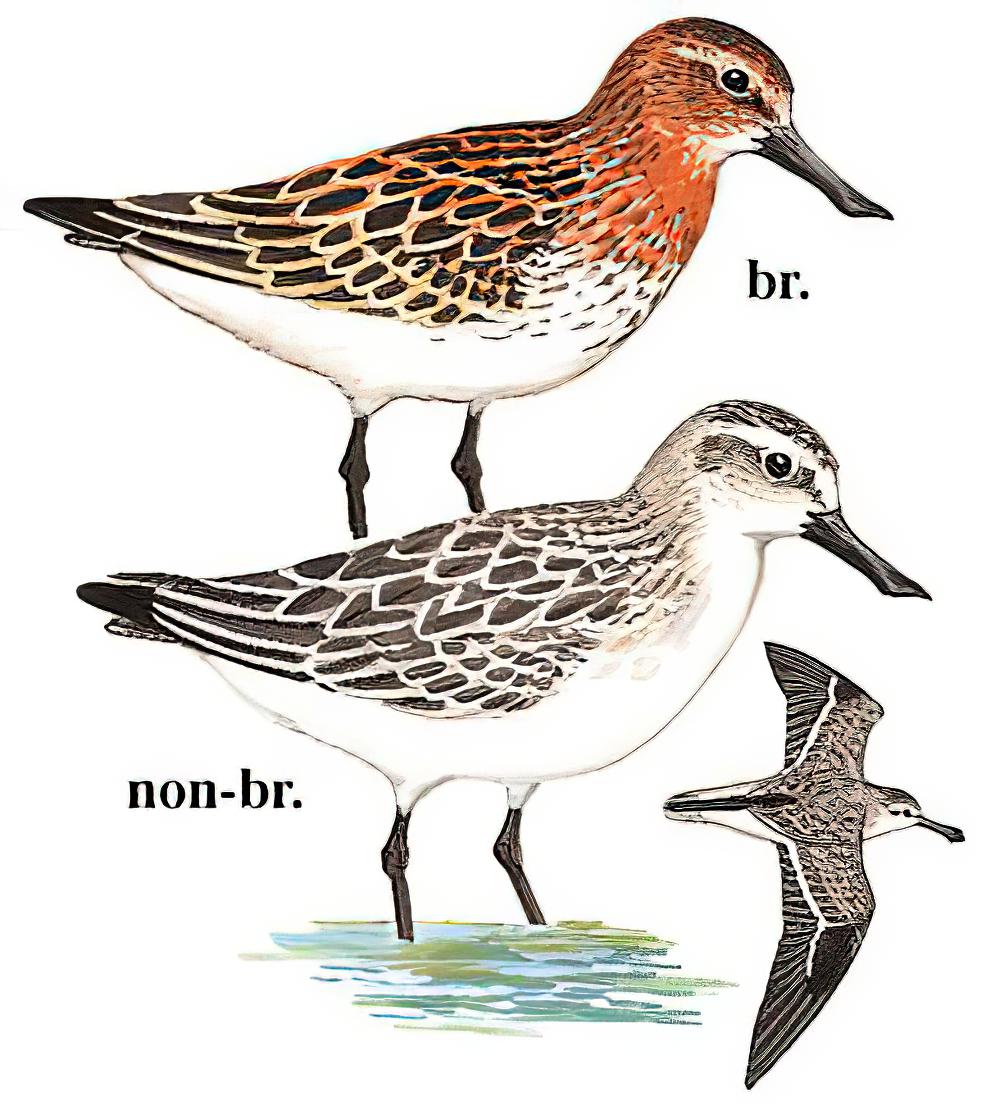 勺嘴鹬 / Spoon-billed Sandpiper / Calidris pygmaea