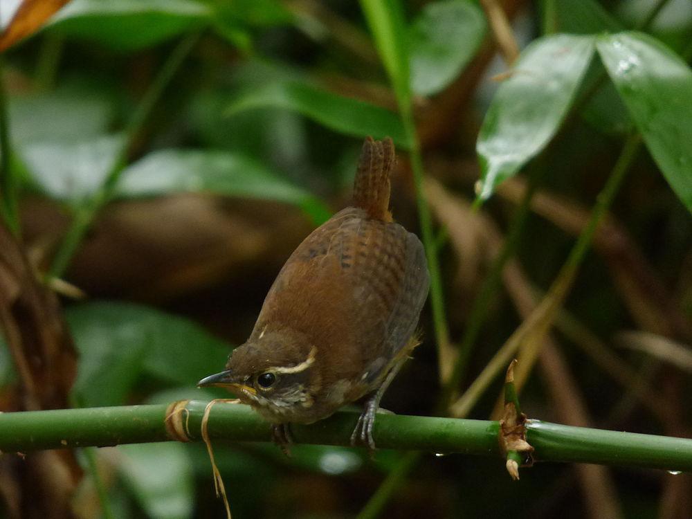 白胸林鹩 / White-breasted Wood Wren / Henicorhina leucosticta