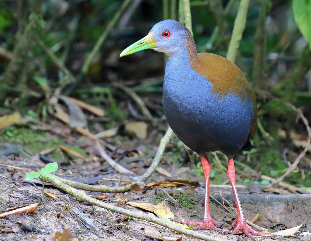 灰颈林秧鸡 / Grey-cowled Wood Rail / Aramides cajaneus