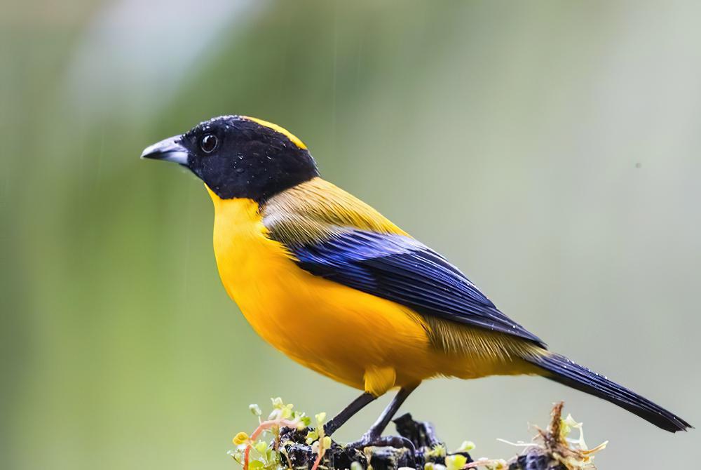 黑颏岭裸鼻雀 / Black-chinned Mountain Tanager / Anisognathus notabilis