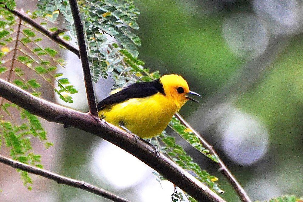 黑黄唐纳雀 / Black-and-yellow Tanager / Chrysothlypis chrysomelas