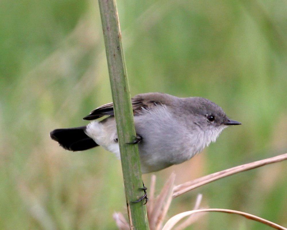 烟姬霸鹟 / Sooty Tyrannulet / Serpophaga nigricans