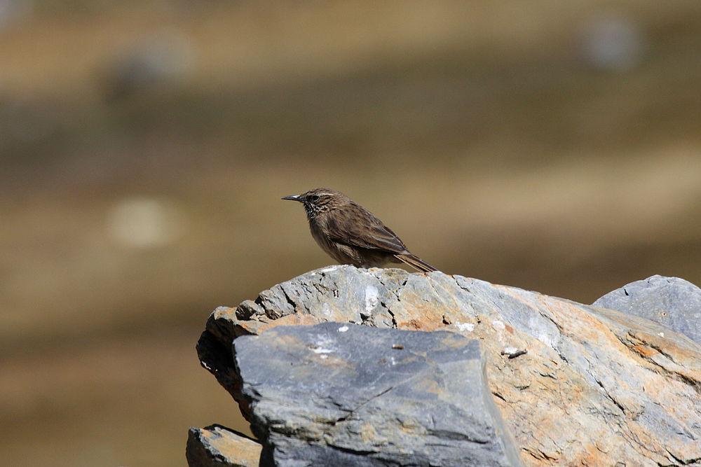 纹喉卡纳灶鸟 / Streak-throated Canastero / Asthenes humilis