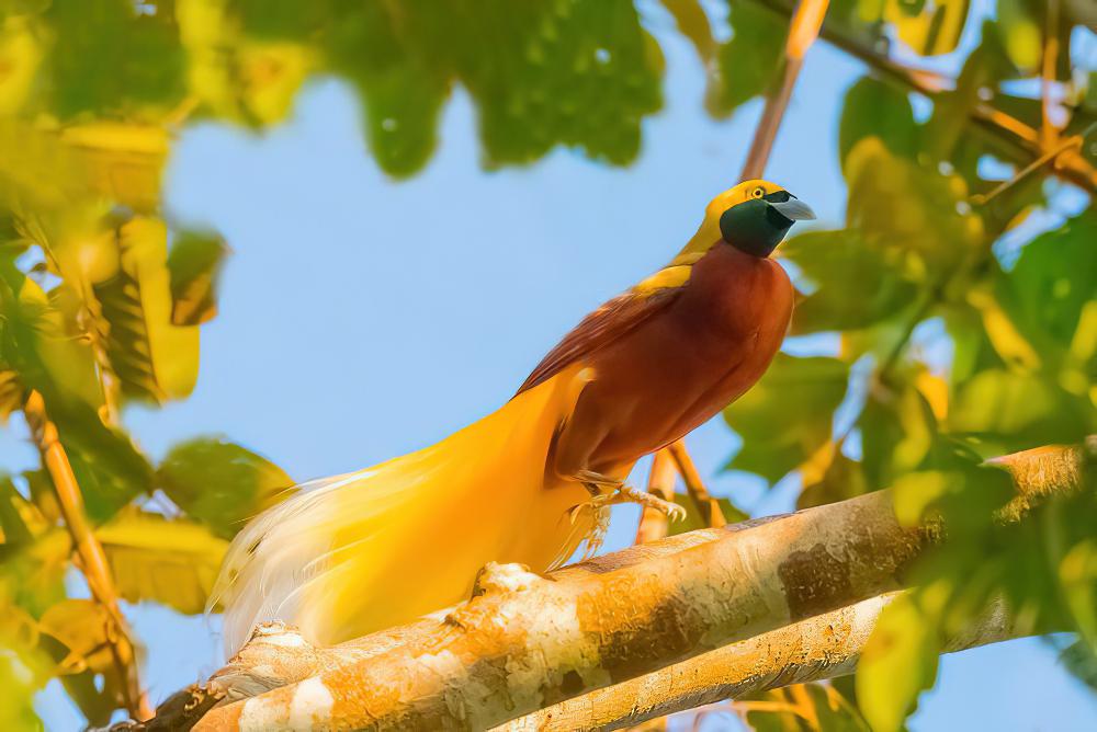 小极乐鸟 / Lesser Bird-of-paradise / Paradisaea minor