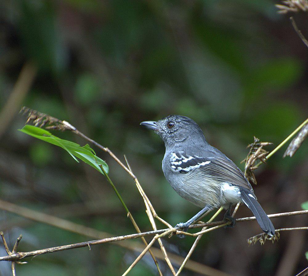 杂色蚁鵙 / Variable Antshrike / Thamnophilus caerulescens