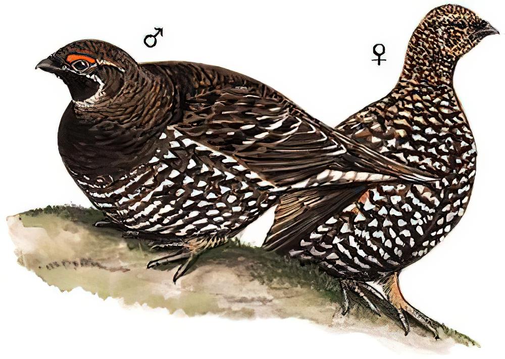 镰翅鸡 / Siberian Grouse / Falcipennis falcipennis