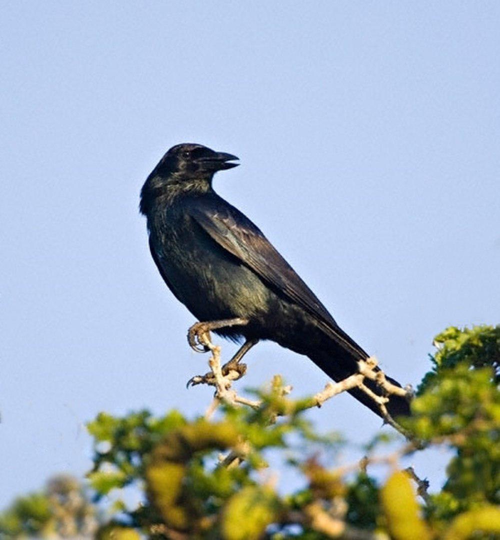 墨西哥乌鸦 / Tamaulipas Crow / Corvus imparatus
