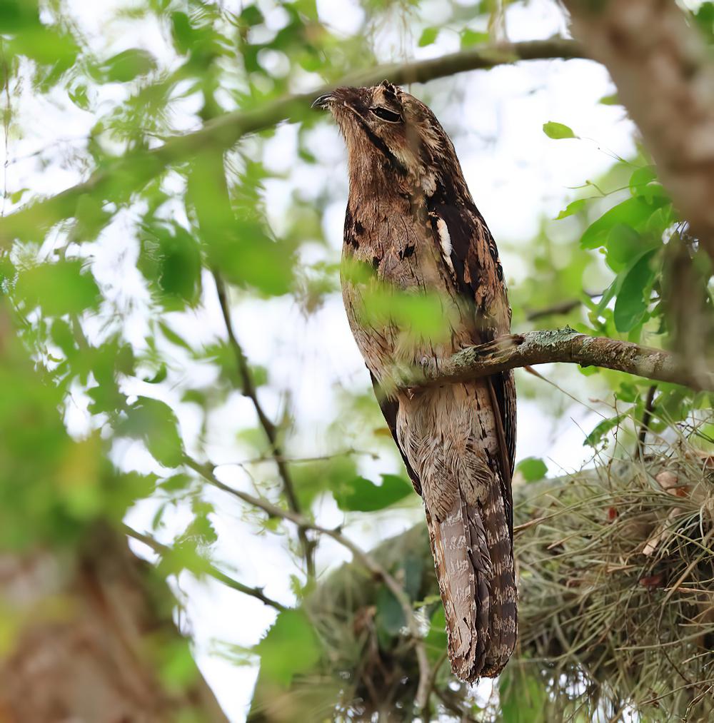 长尾林鸱 / Long-tailed Potoo / Nyctibius aethereus