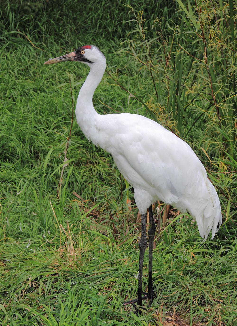 美洲鹤 / Whooping Crane / Grus americana