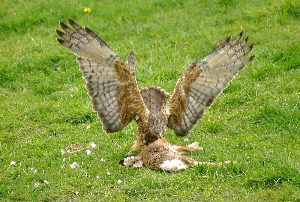 沼泽鹞 / Swamp Harrier / Circus approximans