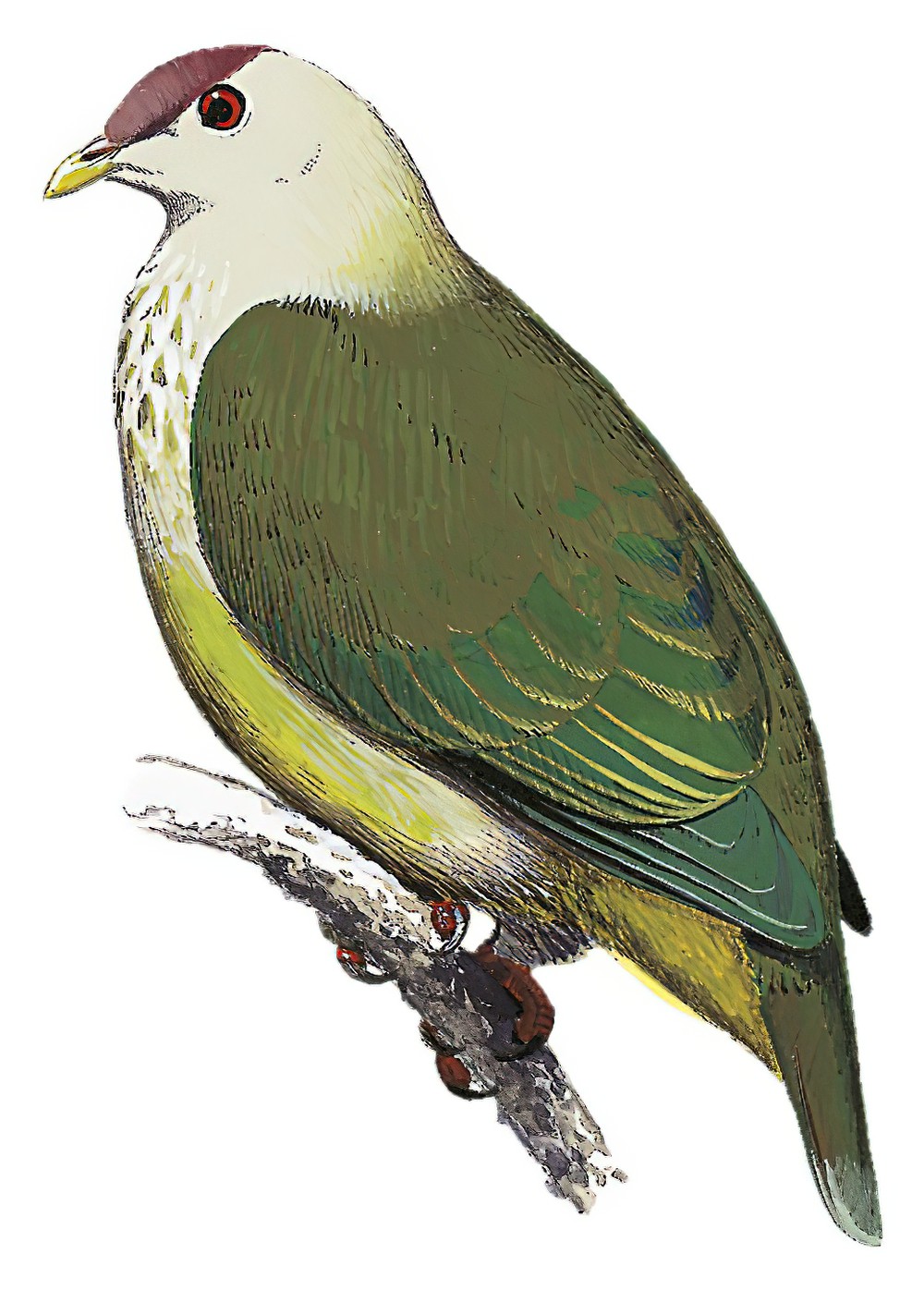 马喀岛果鸠 / Makatea Fruit Dove / Ptilinopus chalcurus