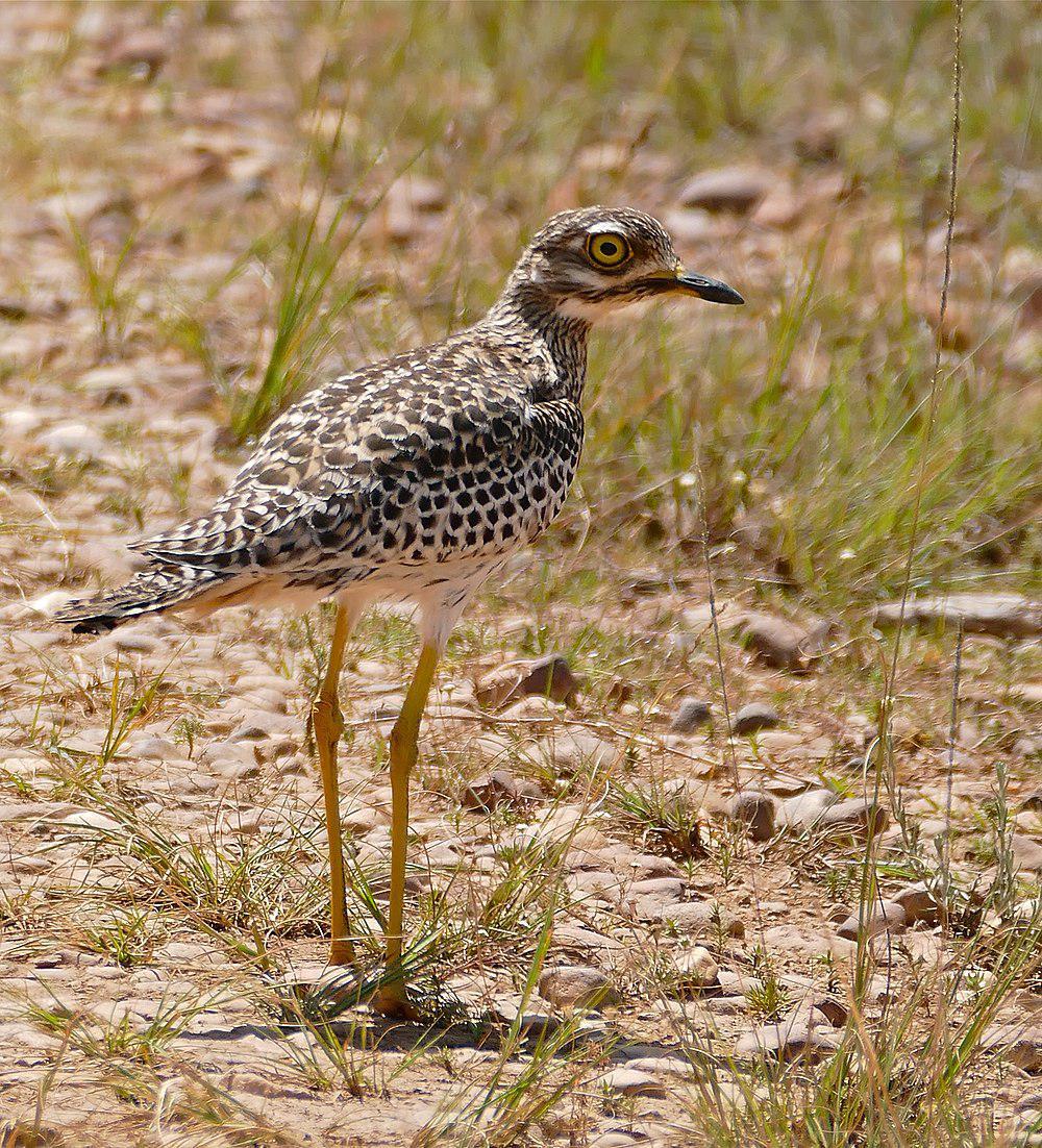 斑石鸻 / Spotted Thick-knee / Burhinus capensis