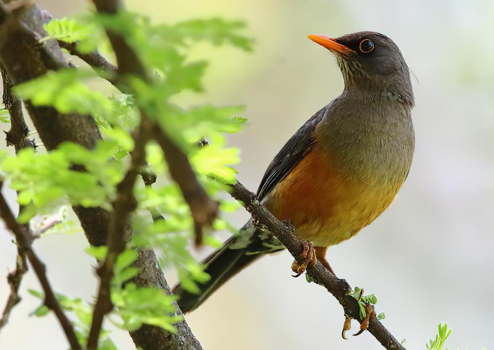 埃塞地鸫 / Abyssinian Ground Thrush / Geokichla piaggiae