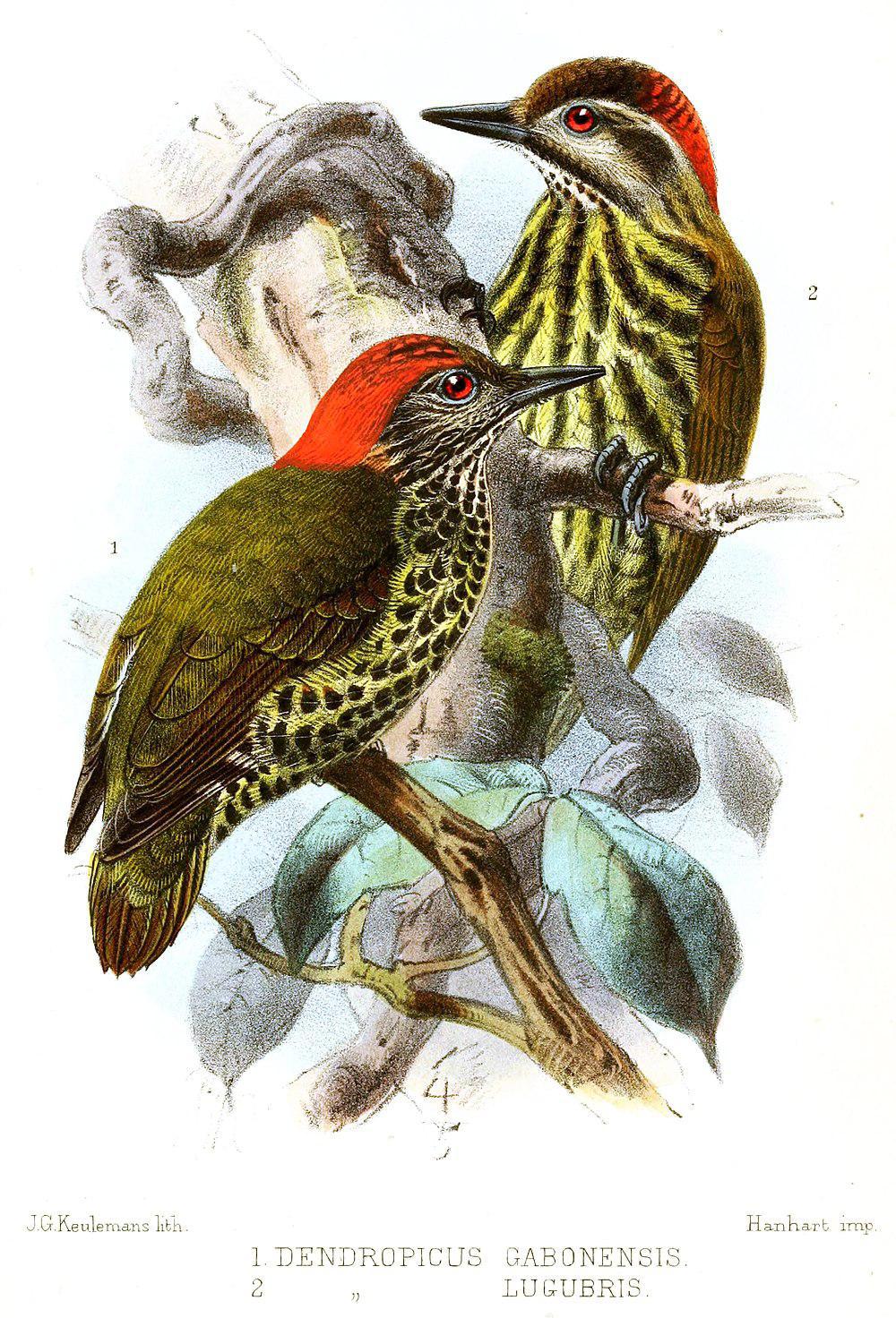 哀啄木鸟 / Melancholy Woodpecker / Dendropicos lugubris
