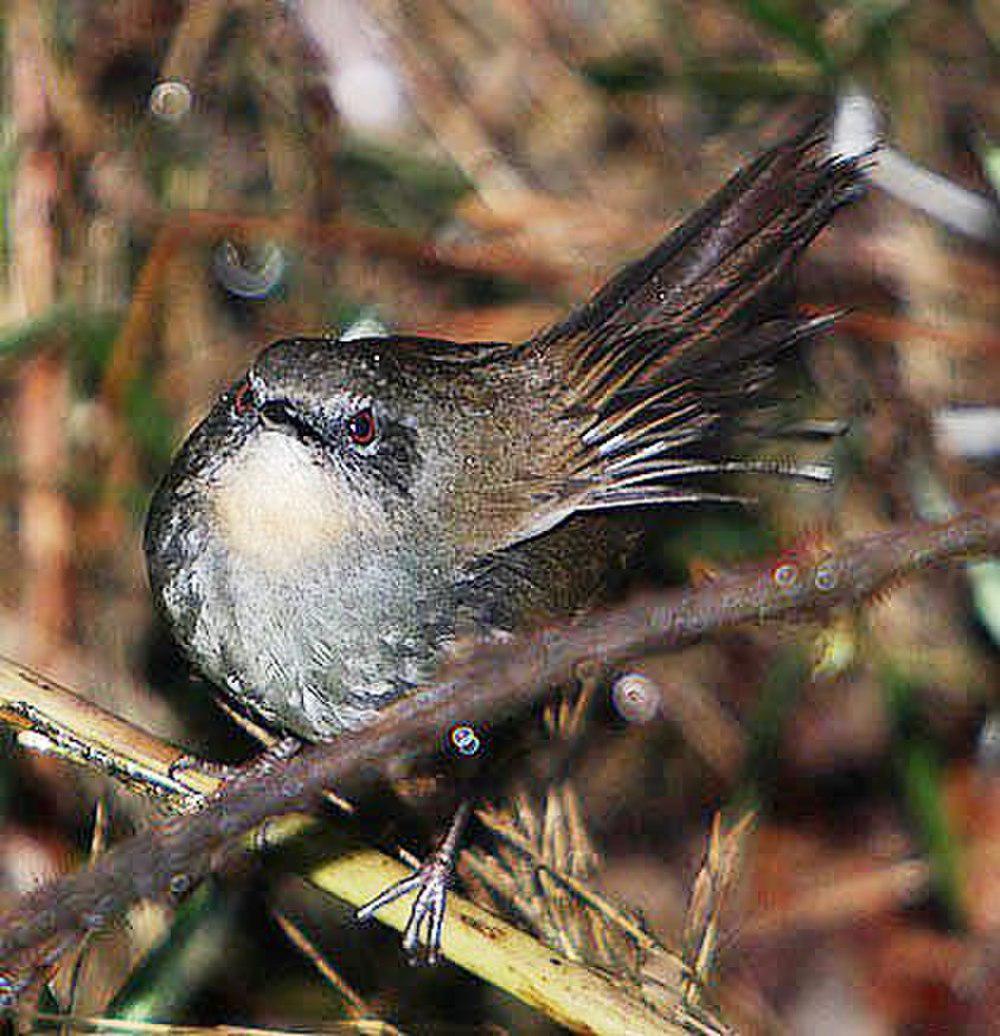 帕氏短翅莺 / Sri Lanka Bush Warbler / Elaphrornis palliseri