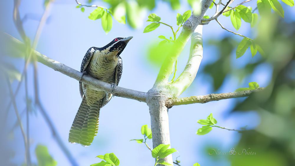 太平洋噪鹃 / Pacific Koel / Eudynamys orientalis