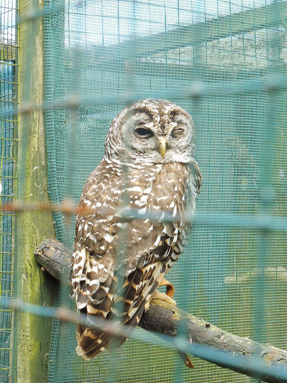 查科林鸮 / Chaco Owl / Strix chacoensis