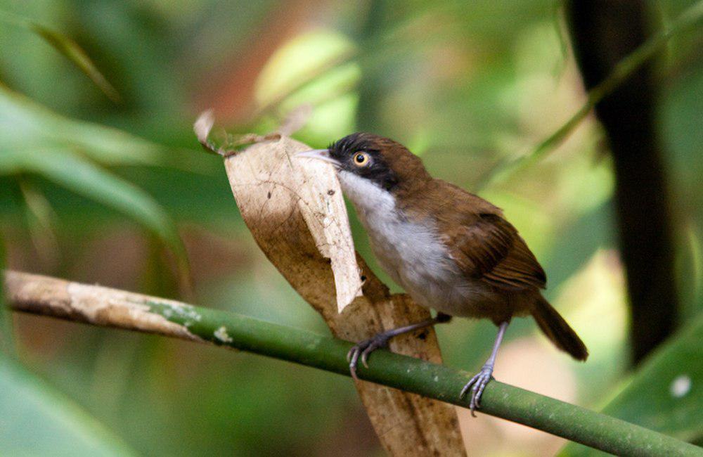 黑头鹛 / Dark-fronted Babbler / Dumetia atriceps