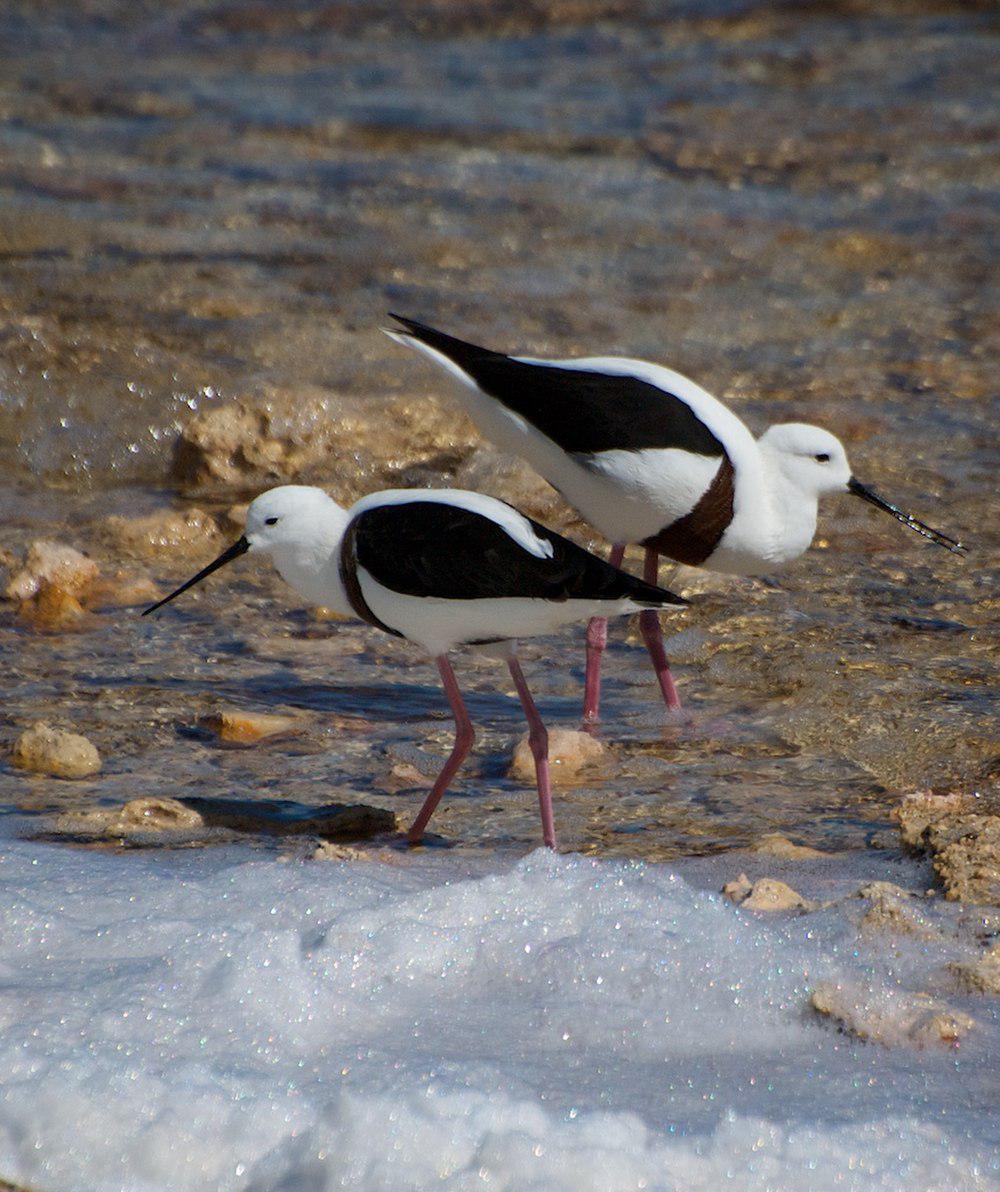 斑长脚鹬 / Banded Stilt / Cladorhynchus leucocephalus