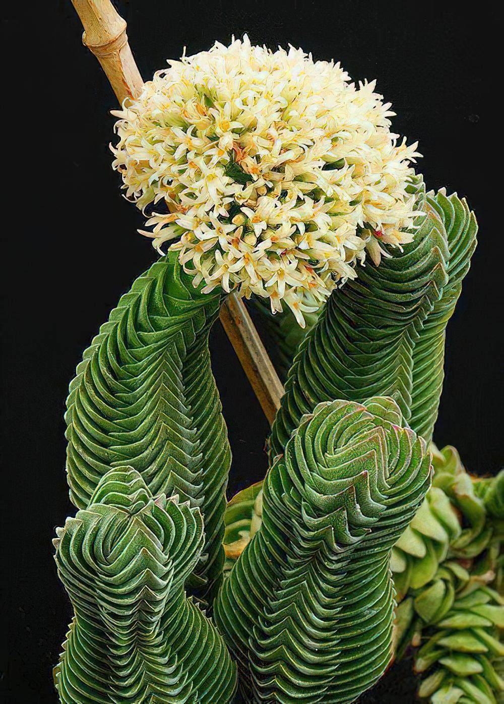 方塔 Crassula‘Buddha‘s temple‘